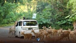 Harga Tiket Taman Safari Bogor dan Tips Liburan Seru Bersama Keluarga Harga Tiket Taman Safari Bogor dan Tips Liburan Seru Bersama Keluarga