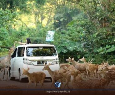 Harga Tiket Taman Safari Bogor dan Tips Liburan Seru Bersama Keluarga